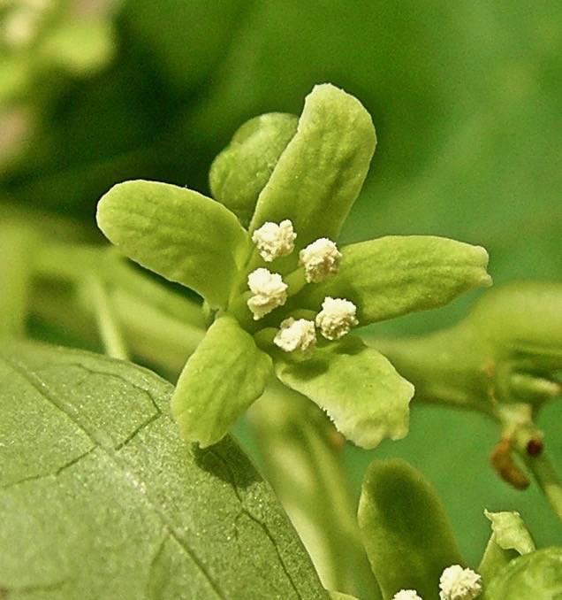 By Robyn J. Burnham, University of Michigan